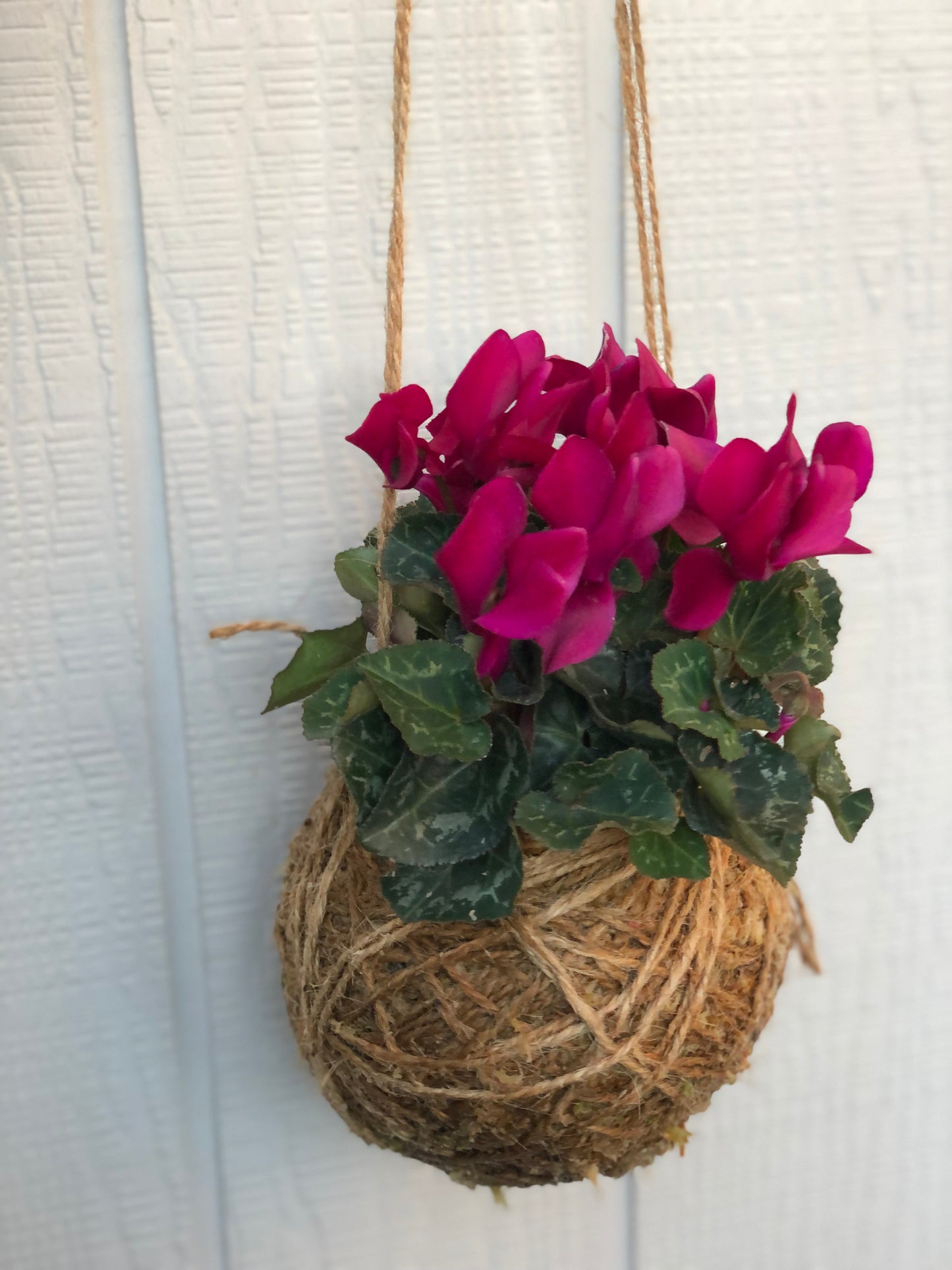 Cyclamen kokedama