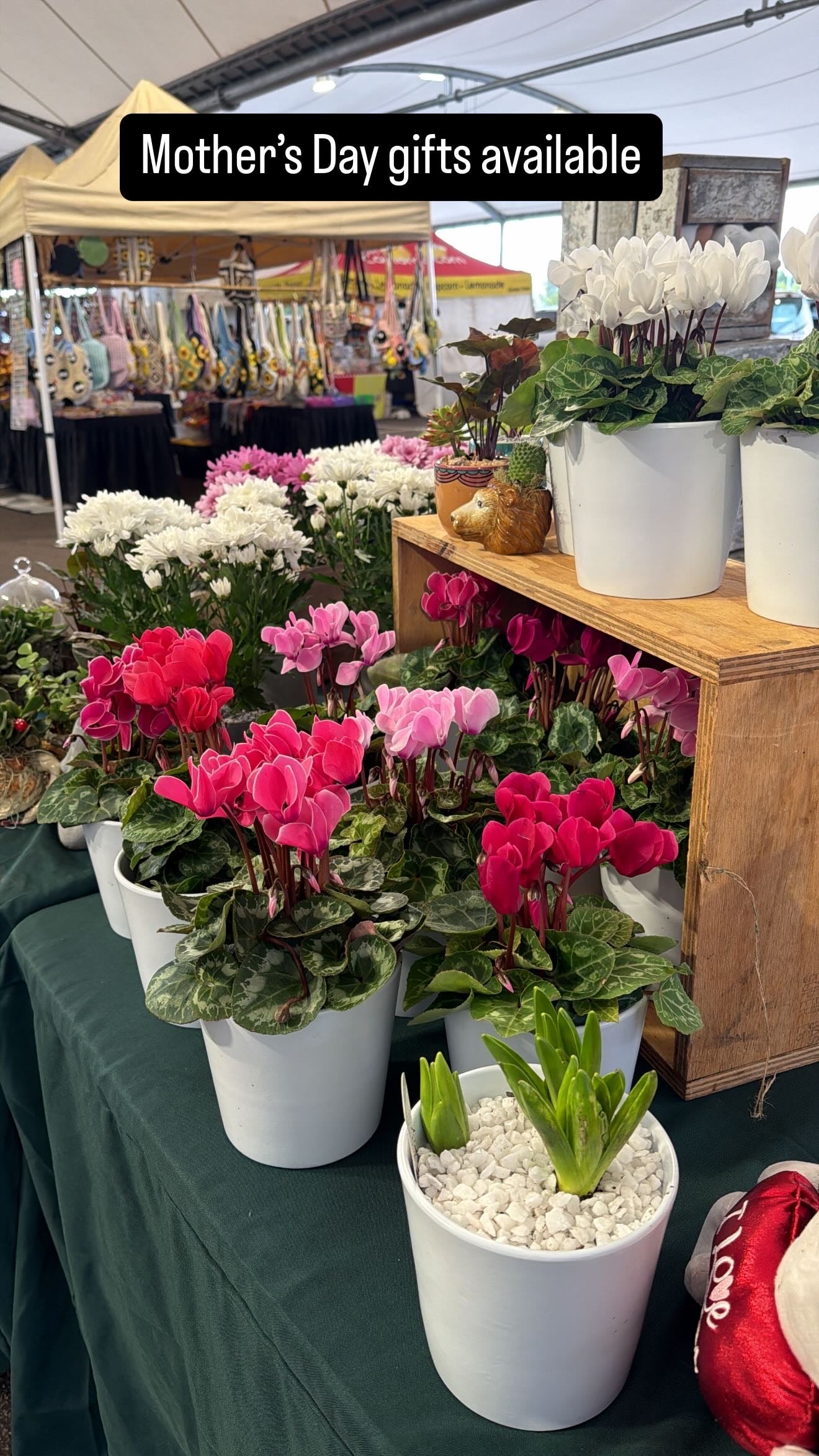 Flowering cyclamen
