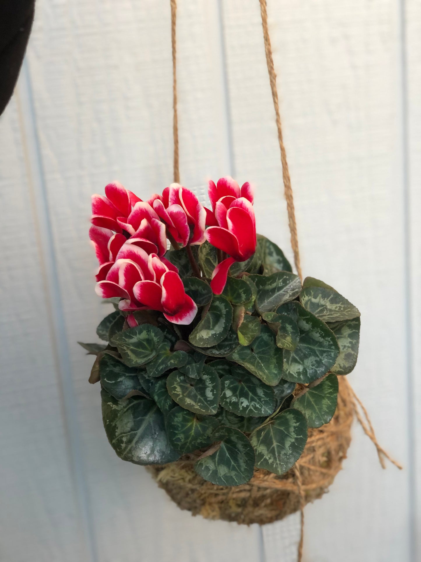 Cyclamen kokedama