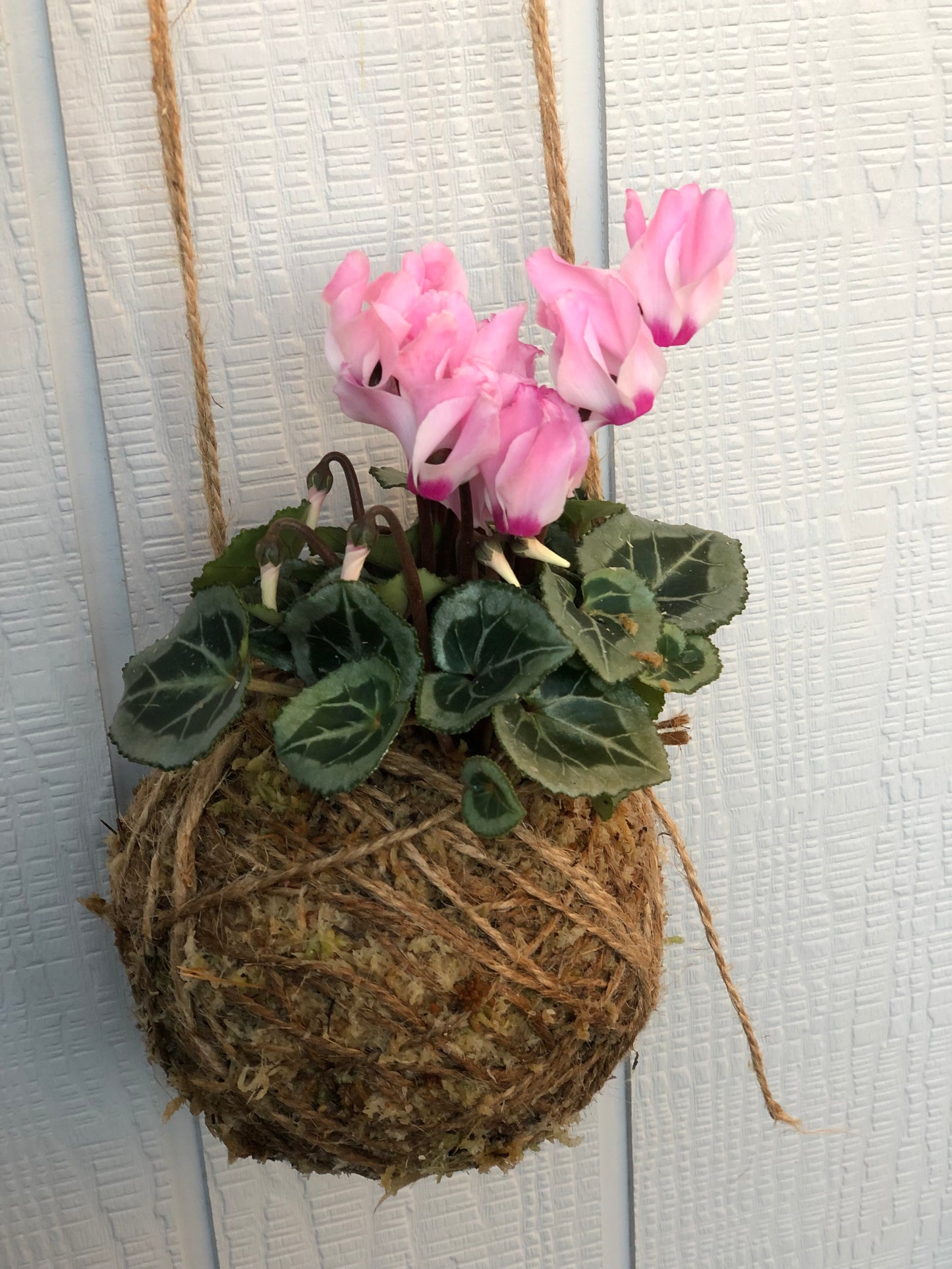 Cyclamen kokedama