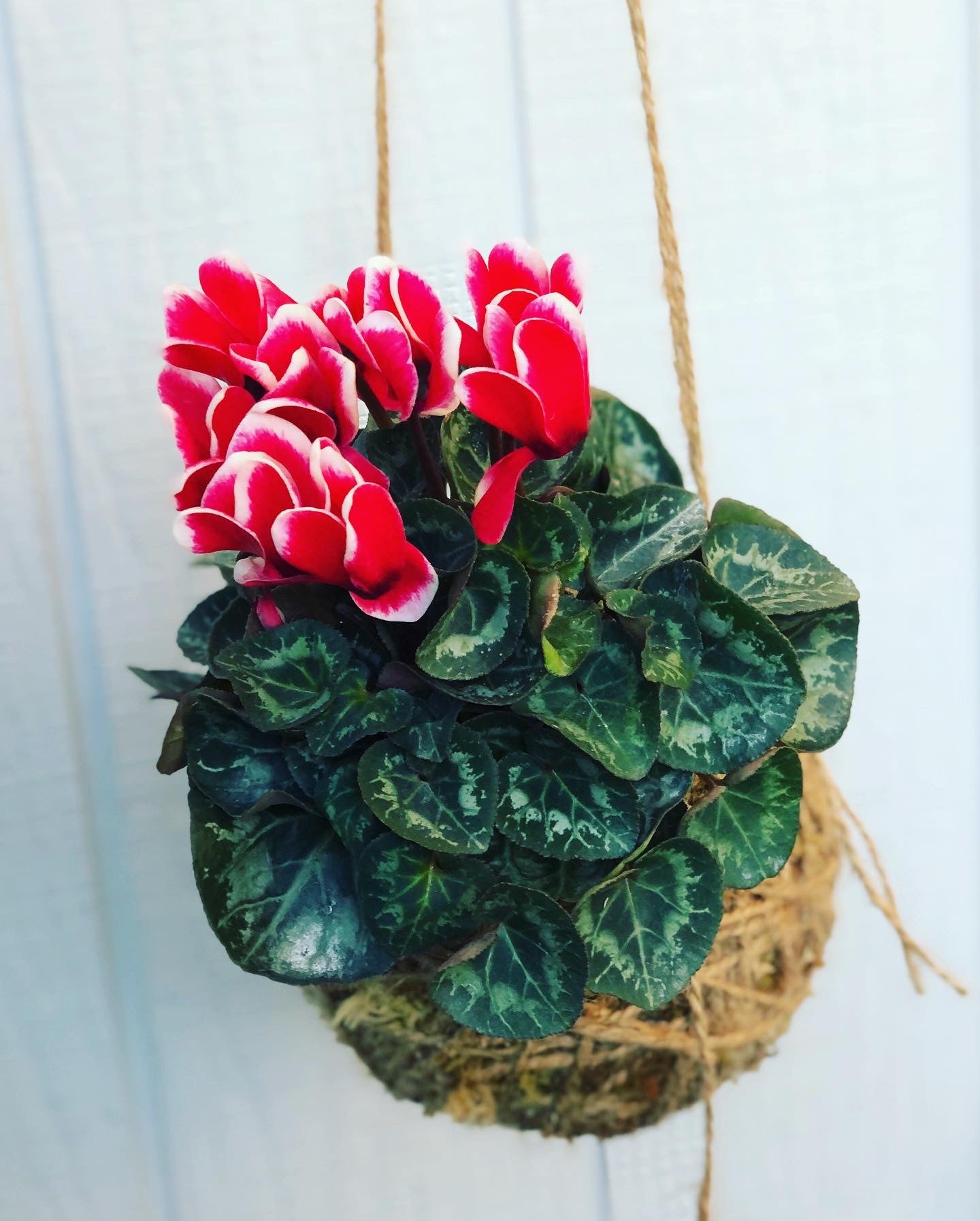 Cyclamen kokedama