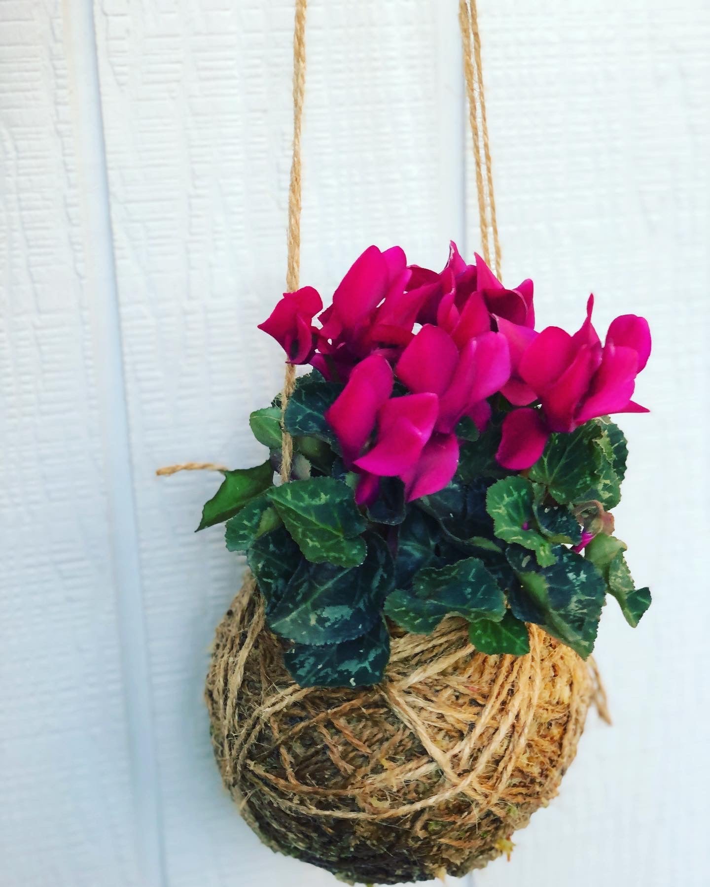 Cyclamen kokedama