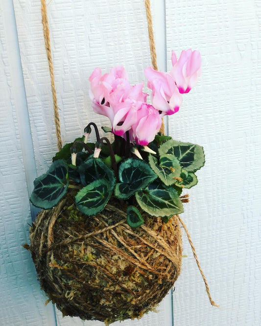 Cyclamen kokedama